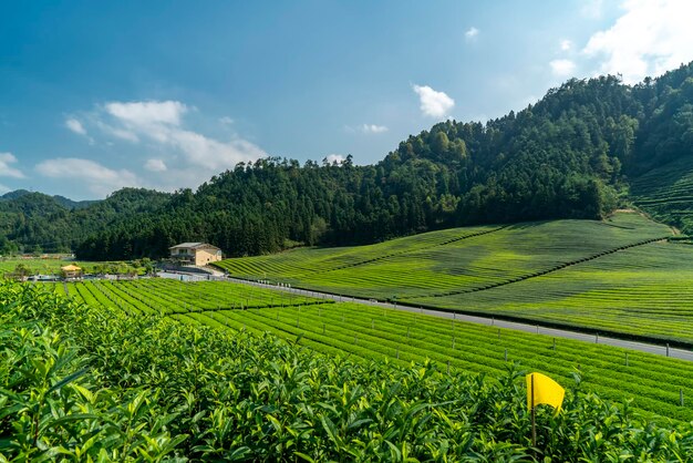 Hangzhou Qiandao Lake Teeberg