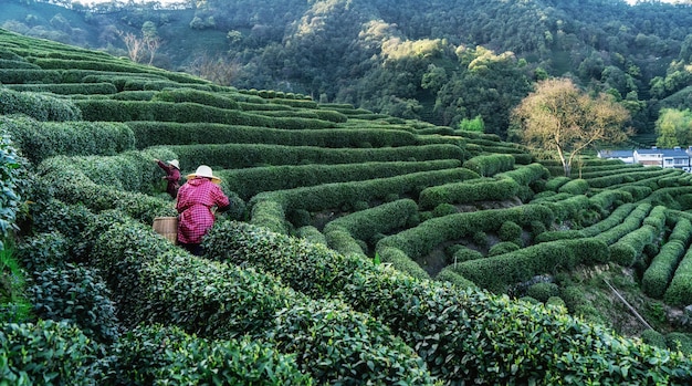 Hangzhou west lake longjing tea mountain