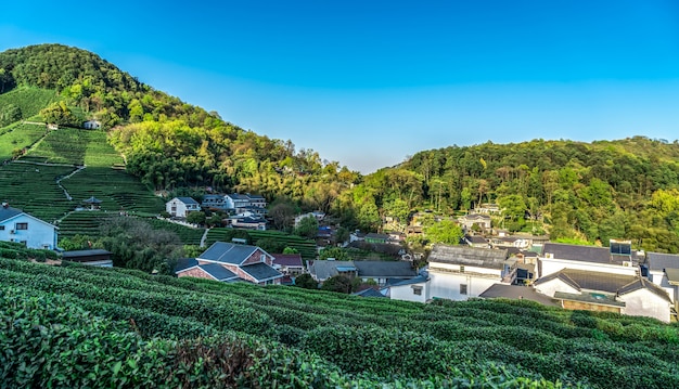 Hangzhou west lake longjing tea mountain