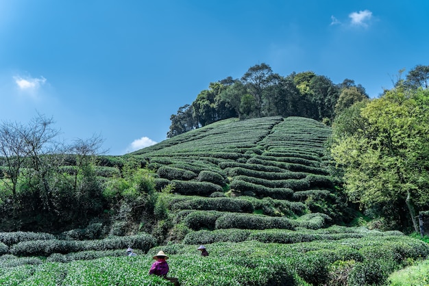 Hangzhou West Lake Longjing Tea Mountain