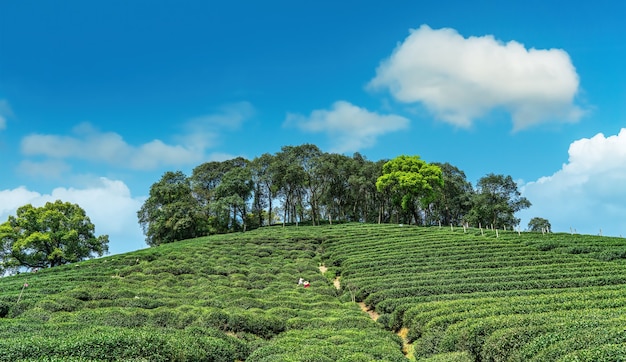 Hangzhou West Lake Longjing Tea Mountain