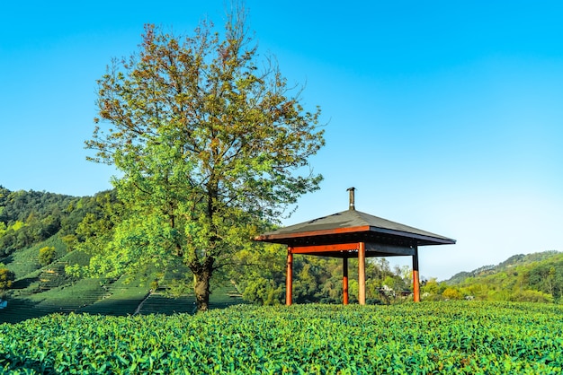 Hangzhou Westsee Longjing Teeberg