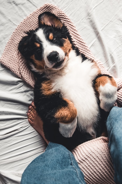 Happy Bernese Mountain Dog Hund in luxuriösen hellen Farben skandinavischen Stil Schlafzimmer mit Bett. Haustiere freundliches Hotel oder Zimmer zu Hause.