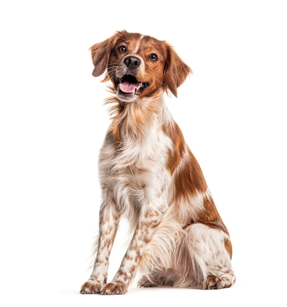 Happy brittany spaniel cão ofegante e sentado em um fundo branco