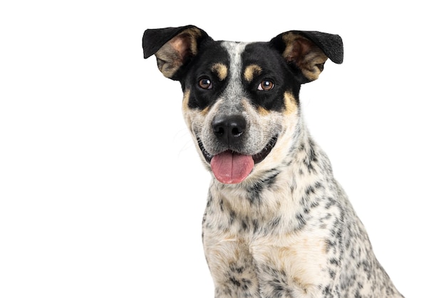 Happy Cattle Dog Mund offene Zunge heraus