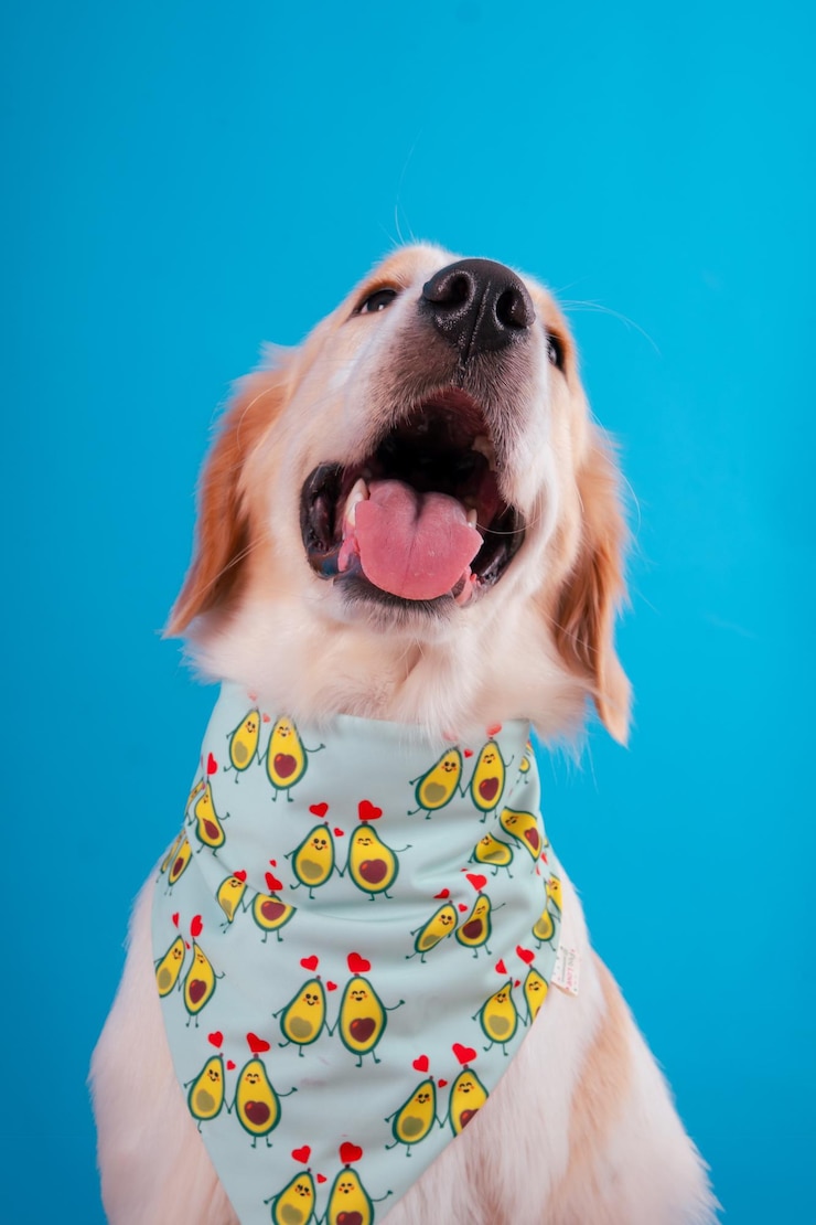 Foto happy dog