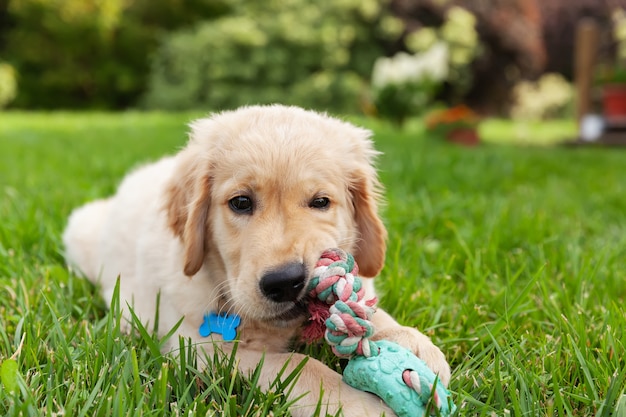 Happy golden retriever está deitado no quintal de grama verde e brincando com um brinquedo.