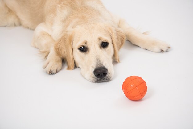 Happy Golden Retriever reinrassiger Hund, der auf Hundebett mit Ballspielzeug legt