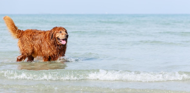 Happy Old Golden Retriever perros caminando en el océano Mascotas amigables