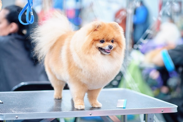 Happy Spitz pomeranian en un salón de belleza para perros