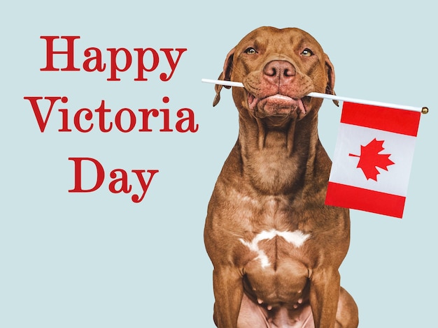 Happy Victoria Day Brown Welpe und kanadische Flagge