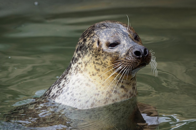 Harbour Seal Phoca vitulina con su cabeza sobre el agua verde