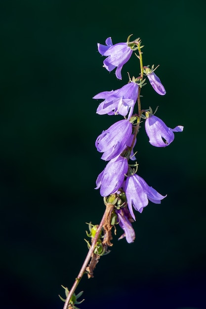 Harebell iluminado por el sol en un jardín de flores en Candide Italia