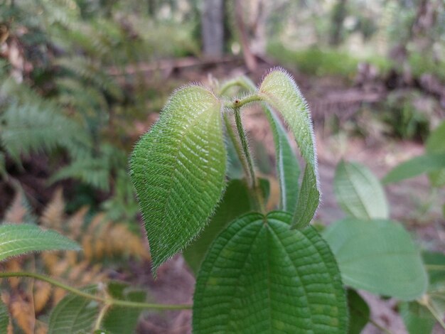 Harendong Bulu- oder Clidemia capitellata-Blätter kommen meist auf Ölpalmenplantagen vor