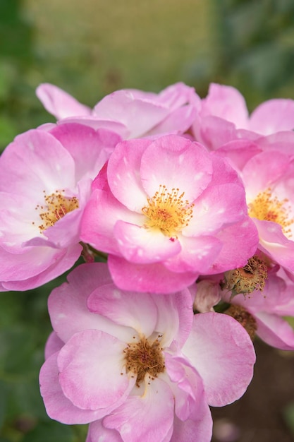 Harkness rosa rosa con pequeñas flores planas rosas con brillo de la puesta de sol