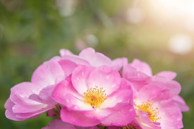 Harkness rosa rosa con pequeñas flores planas rosas con brillo de la puesta de sol