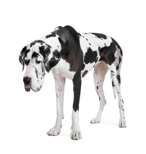 Harlekin Deutsche Dogge