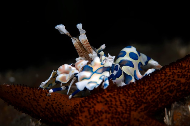 Harlekingarnelen - Hymenocera picta ernährt sich von einem Seestern. Unterwasser-Makrowelt von Bali.