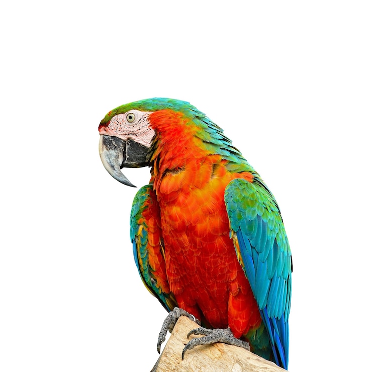 Foto harlequin-maca