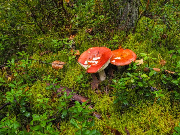 Harmoniosamente ainda vida de grama verde, musgos e líquenes com folhas caídas. Natureza de chuva outono. Cogumelos na floresta de outono.