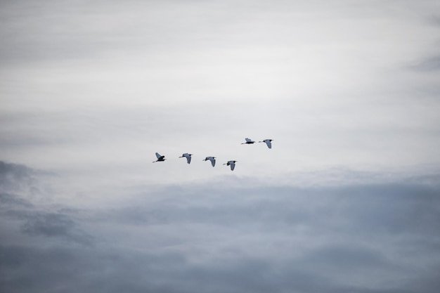 Harmonischer Vogelschwarm, der abends in der Luft fliegt