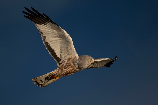 Harrier Cinereous voando