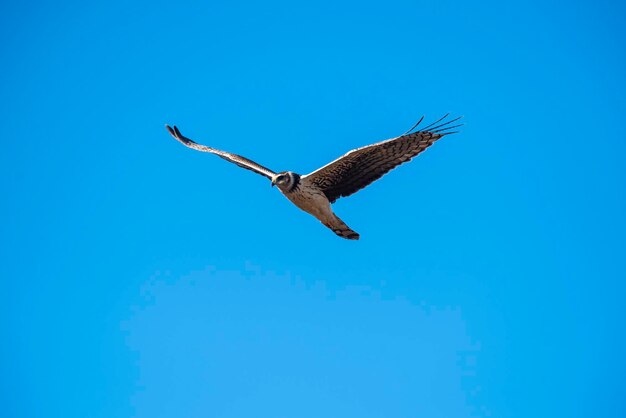 Harrier de asas longas em voo Província de La Pampa Patagônia Argentina