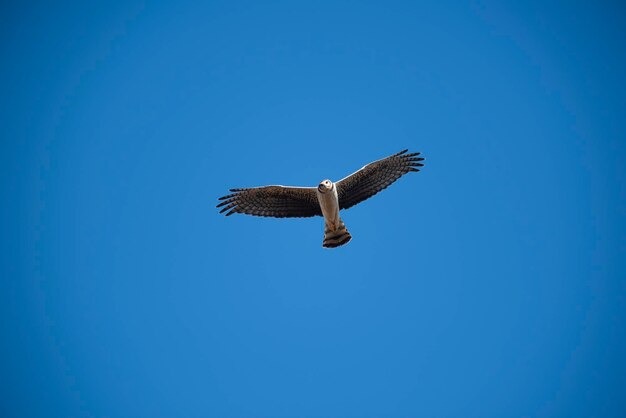 Harrier de asas longas em voo Província de La Pampa Patagônia Argentina