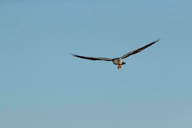 Harrier de Montagu macho adulto voando em seu território de reprodução na primeira luz de um dia de primavera