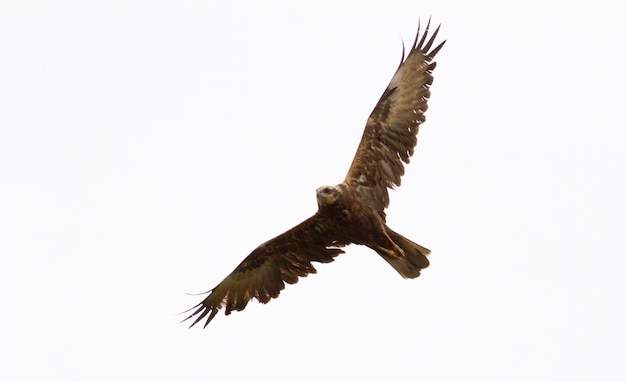 Harrier de pântano Circus aeruginosus Falcão ave de rapina