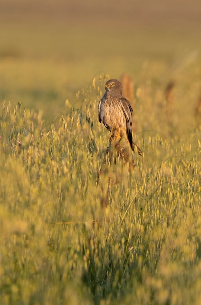 Harrier montagus macho adulto dentro de seu território de reprodução com a primeira luz da manhã