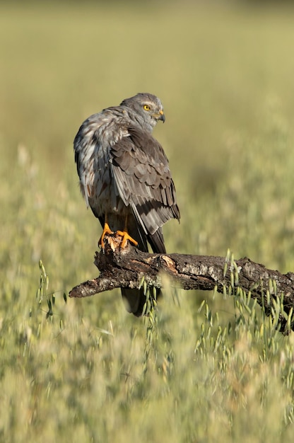 Harrier montagus macho adulto dentro de seu território de reprodução com a primeira luz da manhã