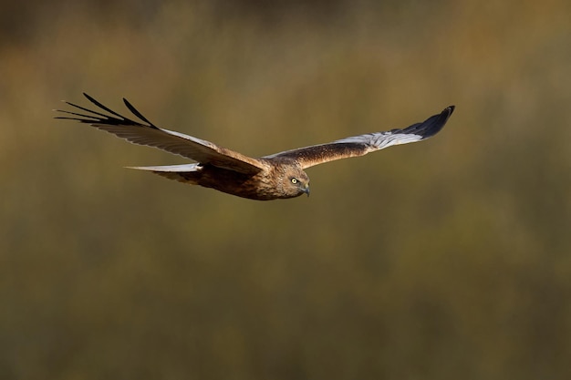 Harrier ocidental do pântano Circus aeruginosus