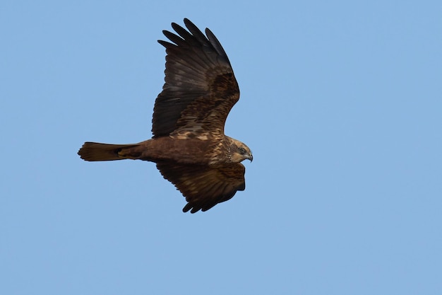 Harrier ocidental do pântano Circus aeruginosus