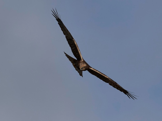 Harrier ocidental do pântano Circus aeruginosus