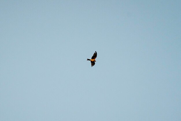 Harrier voando no céu durante a hora dourada