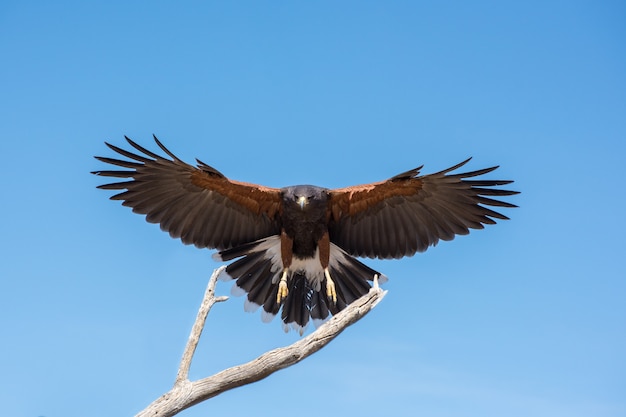 Foto harris hawk chegando para um pouso isolado no céu azul