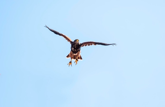 Harris Hawk Parabuteo unicinctus im Flug Fliegender Greifvogel