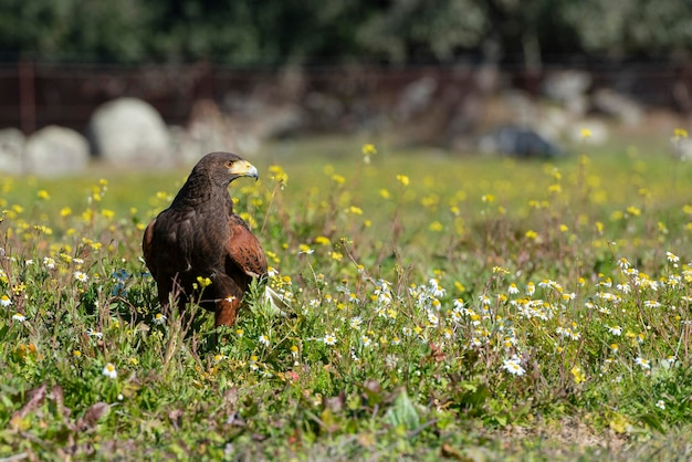 Harris Hawk (Parabuteo unicinctus) Sevilla, Spanien