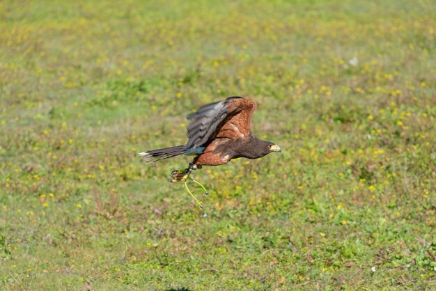 Harris Hawk (Parabuteo unicinctus) Sevilla, Spanien