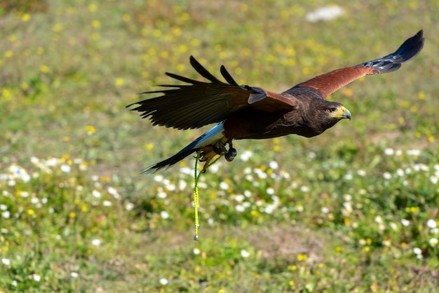 Harris Hawk (Parabuteo unicinctus) Sevilla, Spanien