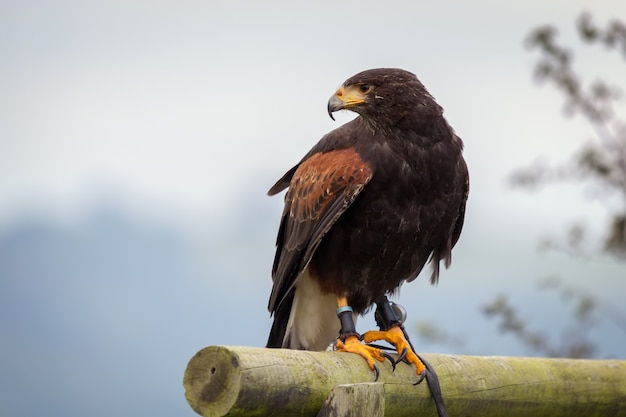 Harris Hawk Parabuteo unicinctus