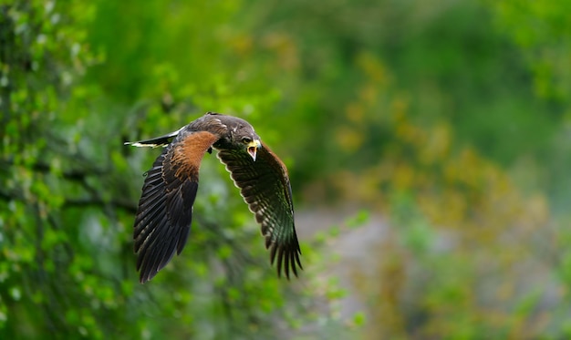 Harris Hawk