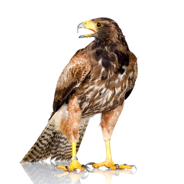 Harris's Hawk auf Weiß