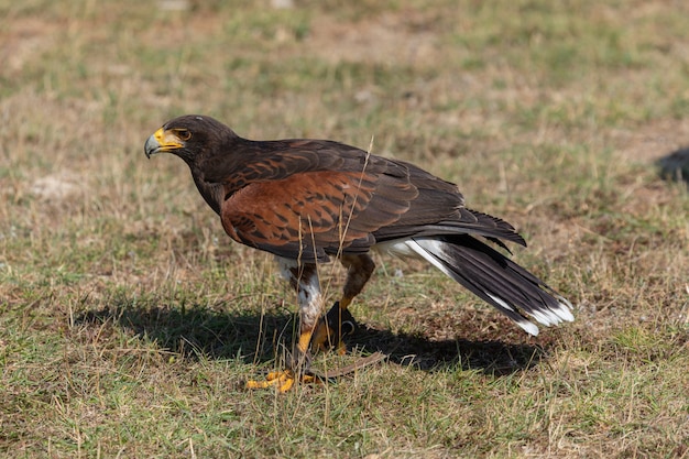 Foto harris's hawk durante un espectáculo en la naturaleza