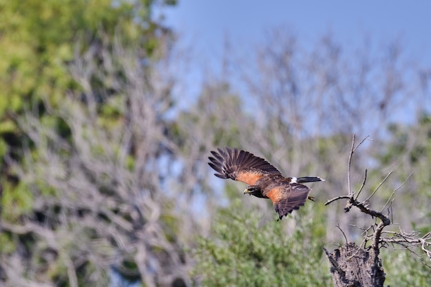 Harriss Hawk Parabuteo unicinctus tomando vuelo en busca de comida