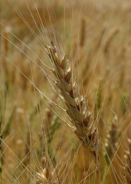 Harte reife Körner in der Ähre auf dem Feld