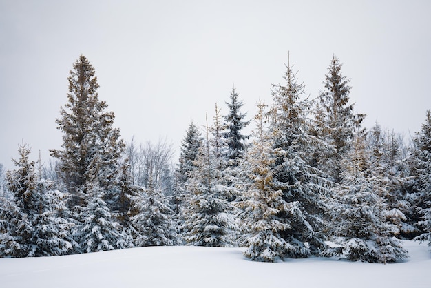 Harte Winterlandschaft schöne verschneite Tannen stehen an einem kalten Wintertag gegen eine neblige Berggegend. Das Konzept der kalten nördlichen Natur. Exemplar