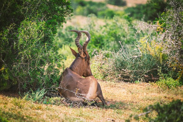 Hartebeest-Antilope in Büschen des Addo-Nationalparks, Südafrika