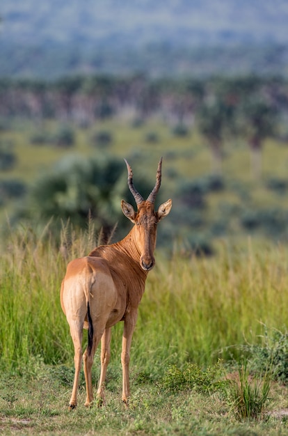 Hartebeest está de pé na savana contra uma savana pitoresca